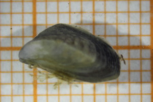  ( - OSS06_Biv.MORPH-1_2)  @11 [ ] by-nc-nd (2023) Klaudyna Królikowska University of Lodz, Faculty of Biology and Environmental Protection