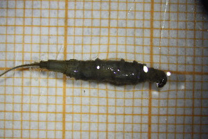  ( - OSS06_Dip.MORPH-1_1)  @11 [ ] by-nc-nd (2023) Klaudyna Królikowska University of Lodz, Faculty of Biology and Environmental Protection