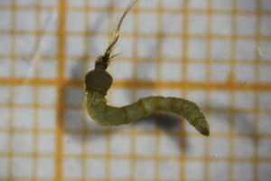  ( - OSS06_Dip.MORPH-4_1)  @11 [ ] by-nc-nd (2023) Klaudyna Królikowska University of Lodz, Faculty of Biology and Environmental Protection