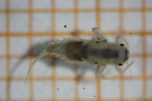  ( - OSS06_Eph.MORPH-1_2)  @11 [ ] by-nc-nd (2023) Klaudyna Królikowska University of Lodz, Faculty of Biology and Environmental Protection