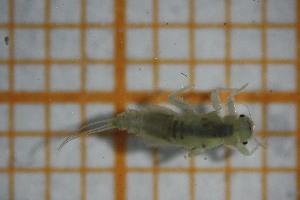 ( - OSS06_Eph.MORPH-1_4)  @11 [ ] by-nc-nd (2023) Klaudyna Królikowska University of Lodz, Faculty of Biology and Environmental Protection