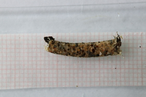  ( - OSS06_Tri.MORPH-1_4)  @11 [ ] by-nc-nd (2023) Klaudyna Królikowska University of Lodz, Faculty of Biology and Environmental Protection