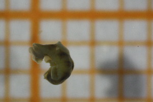 ( - OSS06_Tur.MORPH-1_4)  @11 [ ] by-nc-nd (2023) Klaudyna Królikowska University of Lodz, Faculty of Biology and Environmental Protection