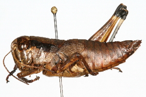  (Melanoplus rusticus - RBMIS-0469)  @15 [ ] CreativeCommons - Attribution (2009) CBG Photography Group Centre for Biodiversity Genomics