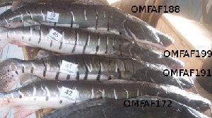  ( - fas97)  @12 [ ] Copyright (2010) MF Ortiz 2010 Unspecified