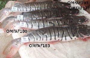  ( - fas102)  @12 [ ] Copyright (2010) MF Ortiz 2010 Unspecified