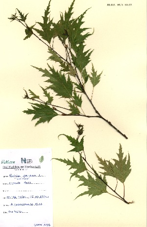  (Betula pendula Laciniata - OMH-A56)  @11 [ ] CreativeCommons - Attribution Non-Commercial Share-Alike (2011) James Tosh Natural History Museum, London