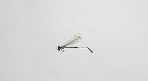  (Acanthagrion floridense - MACN-T02115a)  @11 [ ] CreativeCommons - Attribution Non-Commercial  Unspecified Unspecified