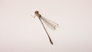  (Acanthagrion lancea - MACN-E1190)  @11 [ ] CreativeCommons - Attribution Non-Commercial  Unspecified Unspecified
