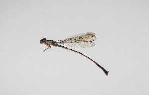  (Acanthagrion aepiolum - MACN-T11216)  @11 [ ] CreativeCommons - Attribution Non-Commercial  Unspecified Unspecified