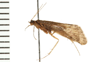  ( - 08ONCAD-0507)  @13 [ ] CreativeCommons - Attribution (2008) CBG Photography Group Centre for Biodiversity Genomics