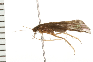  ( - 08ONCAD-0520)  @13 [ ] CreativeCommons - Attribution (2008) CBG Photography Group Centre for Biodiversity Genomics