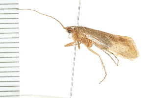  ( - 08ONCAD-0359)  @14 [ ] CreativeCommons - Attribution (2008) CBG Photography Group Centre for Biodiversity Genomics