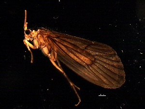  ( - 08ONCAD-0036)  @12 [ ] CreativeCommons - Attribution (2008) CBG Photography Group Centre for Biodiversity Genomics