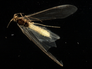  ( - 08ONCAD-0094)  @13 [ ] CreativeCommons - Attribution (2008) CBG Photography Group Centre for Biodiversity Genomics