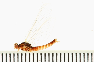  (Ephemerella aurivillii - 08ONMAY-0020)  @13 [ ] CreativeCommons - Attribution (2008) CBG Photography Group Centre for Biodiversity Genomics
