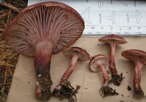  ( - 150921)  @11 [ ] CreativeCommons - Attribution Non-Commercial Share-Alike (2010) Mycology Division, Royal Ontario Museum Royal Ontario Museum