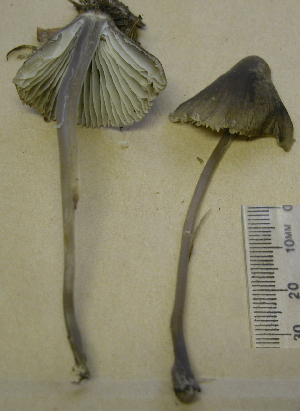  ( - 150932)  @11 [ ] CreativeCommons - Attribution Non-Commercial Share-Alike (2010) Mycology Division, Royal Ontario Museum Royal Ontario Museum