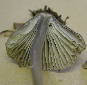  ( - 150932)  @11 [ ] CreativeCommons - Attribution Non-Commercial Share-Alike (2010) Mycology Division, Royal Ontario Museum Royal Ontario Museum