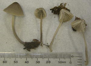  ( - 150950)  @11 [ ] CreativeCommons - Attribution Non-Commercial Share-Alike (2010) Mycology Division, Royal Ontario Museum Royal Ontario Museum