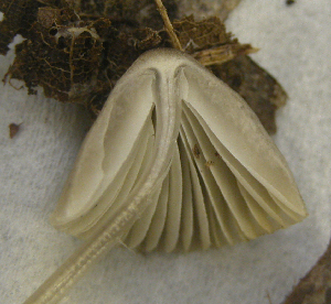  ( - 150950)  @11 [ ] CreativeCommons - Attribution Non-Commercial Share-Alike (2010) Mycology Division, Royal Ontario Museum Royal Ontario Museum