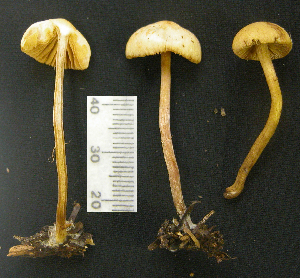  ( - 150954)  @11 [ ] CreativeCommons - Attribution Non-Commercial Share-Alike (2010) Mycology Division, Royal Ontario Museum Royal Ontario Museum