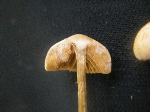  ( - 150954)  @11 [ ] CreativeCommons - Attribution Non-Commercial Share-Alike (2010) Mycology Division, Royal Ontario Museum Royal Ontario Museum