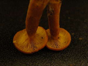  ( - TRTC155977)  @11 [ ] CreativeCommons - Attribution Non-Commercial Share-Alike (2010) Mycology Division, Royal Ontario Museum Royal Ontario Museum