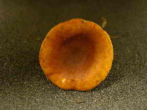  ( - TRTC155977)  @11 [ ] CreativeCommons - Attribution Non-Commercial Share-Alike (2010) Mycology Division, Royal Ontario Museum Royal Ontario Museum