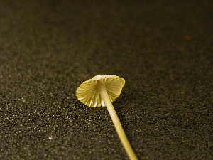  ( - TRTC155986)  @11 [ ] CreativeCommons - Attribution Non-Commercial Share-Alike (2010) Mycology Division, Royal Ontario Museum Royal Ontario Museum