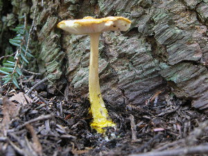  (Amanita flavoconia - TRTC156075)  @11 [ ] CreativeCommons - Attribution Non-Commercial Share-Alike (2010) Mycology Division, Royal Ontario Museum Royal Ontario Museum