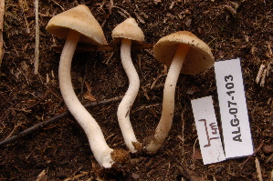  ( - TRTC156927)  @11 [ ] CreativeCommons - Attribution Non-Commercial Share-Alike (2010) Mycology Division, Royal Ontario Museum Royal Ontario Museum