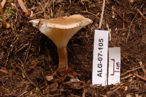  ( - TRTC156929)  @11 [ ] CreativeCommons - Attribution Non-Commercial Share-Alike (2010) Mycology Division, Royal Ontario Museum Royal Ontario Museum