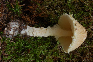  (Lepiota clypeolaria - TRTC156939)  @11 [ ] CreativeCommons - Attribution Non-Commercial Share-Alike (2010) Mycology Division, Royal Ontario Museum Royal Ontario Museum