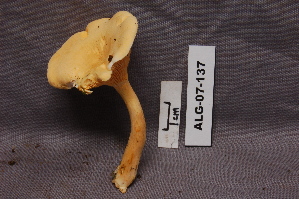  ( - TRTC156961)  @11 [ ] CreativeCommons - Attribution Non-Commercial Share-Alike (2010) Mycology Division, Royal Ontario Museum Royal Ontario Museum