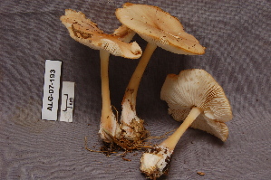  ( - TRTC157017)  @11 [ ] CreativeCommons - Attribution Non-Commercial Share-Alike (2010) Mycology Division, Royal Ontario Museum Royal Ontario Museum