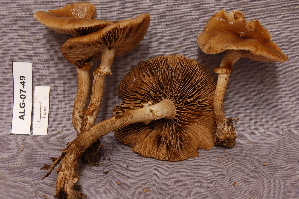  (Agrocybe erebia - TRTC156873)  @11 [ ] CreativeCommons - Attribution Non-Commercial Share-Alike (2010) Mycology Division, Royal Ontario Museum Royal Ontario Museum