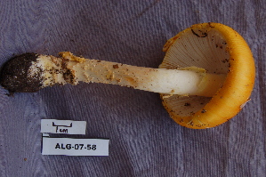  ( - TRTC156882)  @11 [ ] CreativeCommons - Attribution Non-Commercial Share-Alike (2010) Mycology Division, Royal Ontario Museum Royal Ontario Museum