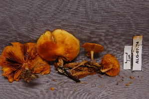  (Gymnopilus penetrans cf - TRTC156898)  @11 [ ] CreativeCommons - Attribution Non-Commercial Share-Alike (2010) Mycology Division, Royal Ontario Museum Royal Ontario Museum