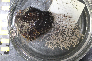  ( - NA097-003-01-A-BOL)  @11 [ ] CreativeCommons - Attribution Non-Commercial Share-Alike (2018) Tammy Norgard Ocean Exploration Trust, Northeast Pacific Seamount Expedition Partners