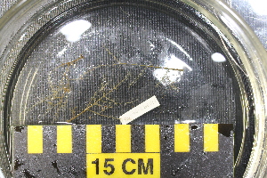 ( - NA097-004-04-A-BOL)  @11 [ ] CreativeCommons - Attribution Non-Commercial Share-Alike (2018) Tammy Norgard Ocean Exploration Trust, Northeast Pacific Seamount Expedition Partners