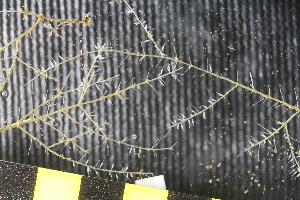  ( - NA097-004-04-A-BOL)  @11 [ ] CreativeCommons - Attribution Non-Commercial Share-Alike (2018) Tammy Norgard Ocean Exploration Trust, Northeast Pacific Seamount Expedition Partners