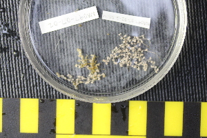  ( - NA097-007-02-A-BOL)  @11 [ ] CreativeCommons - Attribution Non-Commercial Share-Alike (2018) Tammy Norgard Ocean Exploration Trust, Northeast Pacific Seamount Expedition Partners