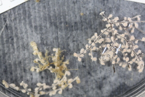  ( - NA097-007-02-A-BOL)  @11 [ ] CreativeCommons - Attribution Non-Commercial Share-Alike (2018) Tammy Norgard Ocean Exploration Trust, Northeast Pacific Seamount Expedition Partners