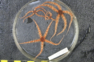  ( - NA097-060-03-A-BOL)  @11 [ ] CreativeCommons - Attribution Non-Commercial Share-Alike (2018) Tammy Norgard Ocean Exploration Trust, Northeast Pacific Seamount Expedition Partners