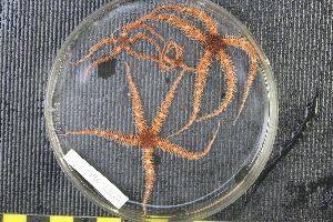  (Ophiacantha diplasia - NA097-060-03-A-BOL)  @11 [ ] CreativeCommons - Attribution Non-Commercial Share-Alike (2018) Tammy Norgard Ocean Exploration Trust, Northeast Pacific Seamount Expedition Partners
