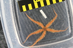  ( - NA097-060-04-A-BOL)  @11 [ ] CreativeCommons - Attribution Non-Commercial Share-Alike (2018) Tammy Norgard Ocean Exploration Trust, Northeast Pacific Seamount Expedition Partners