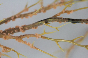  ( - NA097-093-01-A-BOL)  @11 [ ] CreativeCommons - Attribution Non-Commercial Share-Alike (2018) Tammy Norgard Ocean Exploration Trust, Northeast Pacific Seamount Expedition Partners