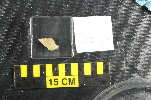  ( - NA097-144-01-A-BOL)  @11 [ ] CreativeCommons - Attribution Non-Commercial Share-Alike (2018) Tammy Norgard Ocean Exploration Trust, Northeast Pacific Seamount Expedition Partners