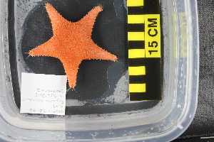  (Hippasteria heathi - NA097-172-02-A-BOL)  @11 [ ] CreativeCommons - Attribution Non-Commercial Share-Alike (2018) Tammy Norgard Ocean Exploration Trust, Northeast Pacific Seamount Expedition Partners